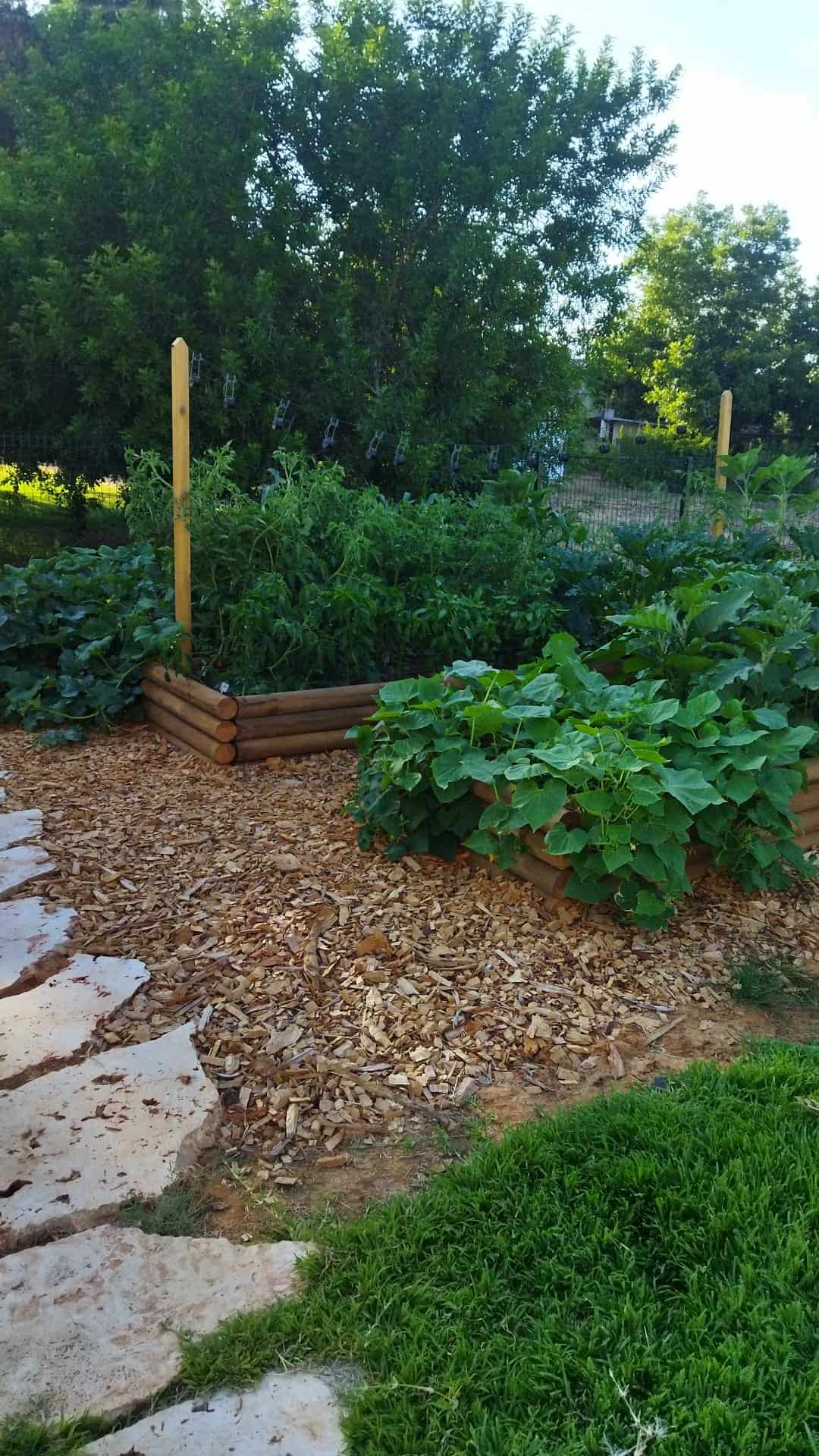 הקמת גינת ירק בחצר