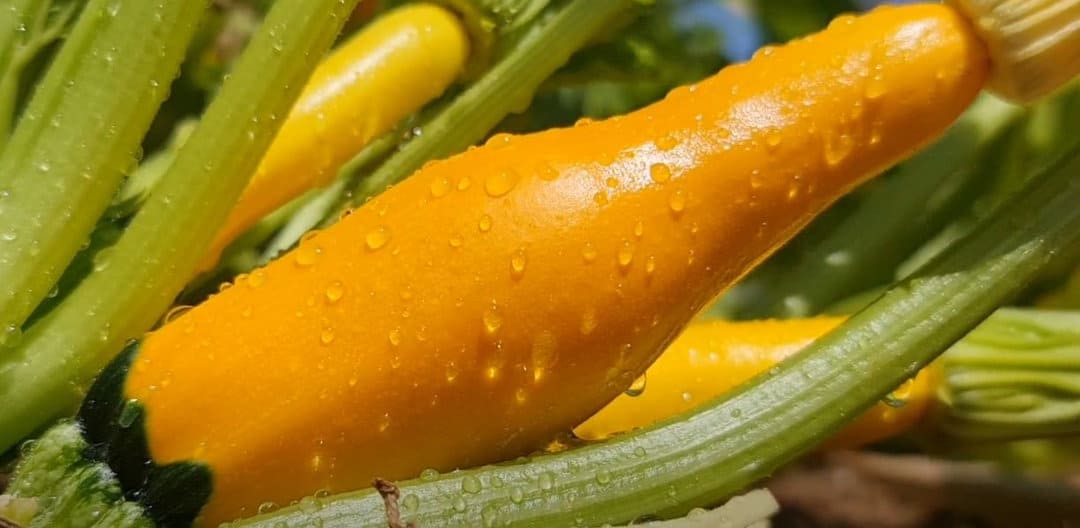 קישוא צהוב אורגני בגינה ביתית- הגנה על צמחים מתנאי מזג האוויר