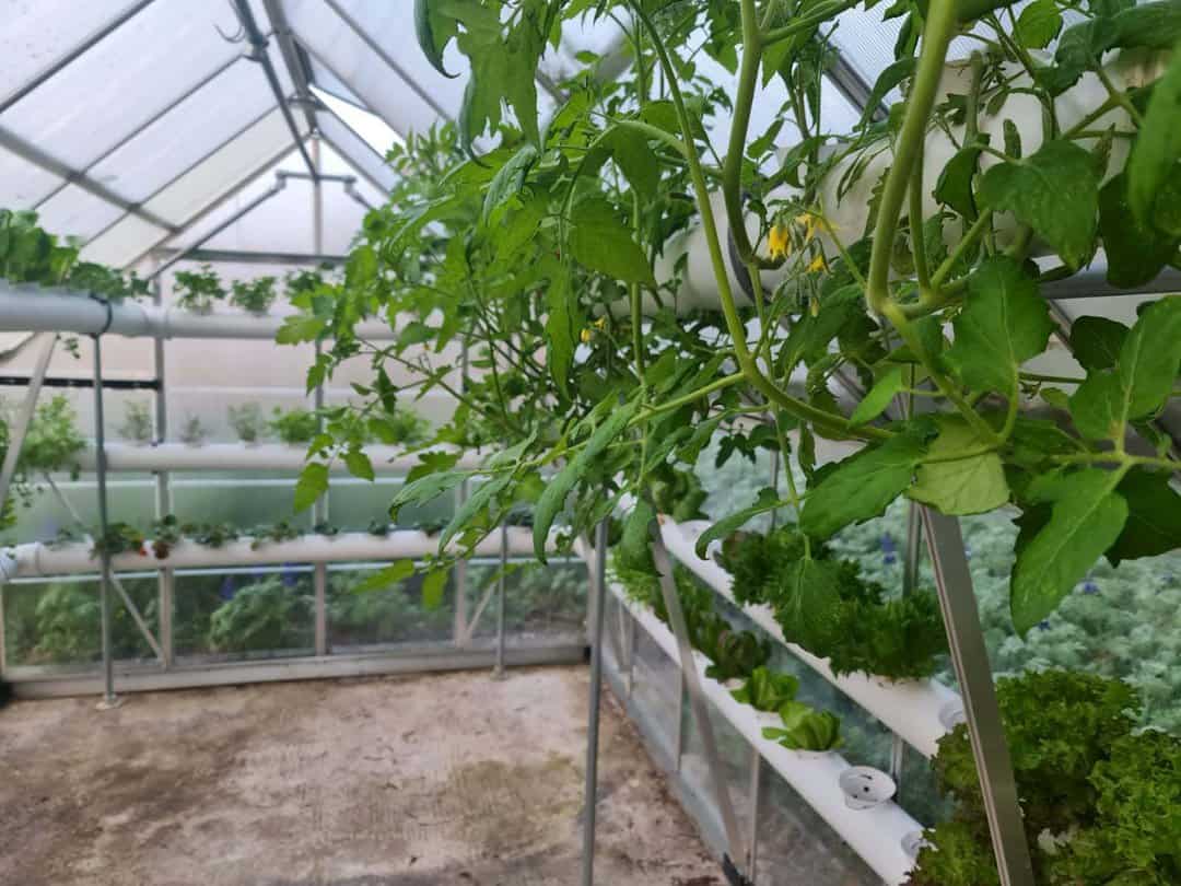 גידולי עגבניה בחממה ביתית גידול הידרופוני